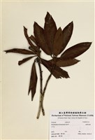 藏品(臺灣杜鵑)的圖片